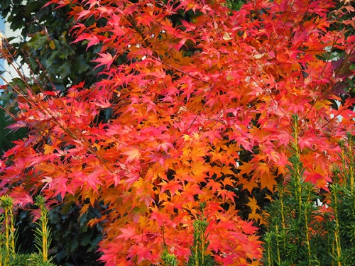 Acer palmatum 'Orange Dream'